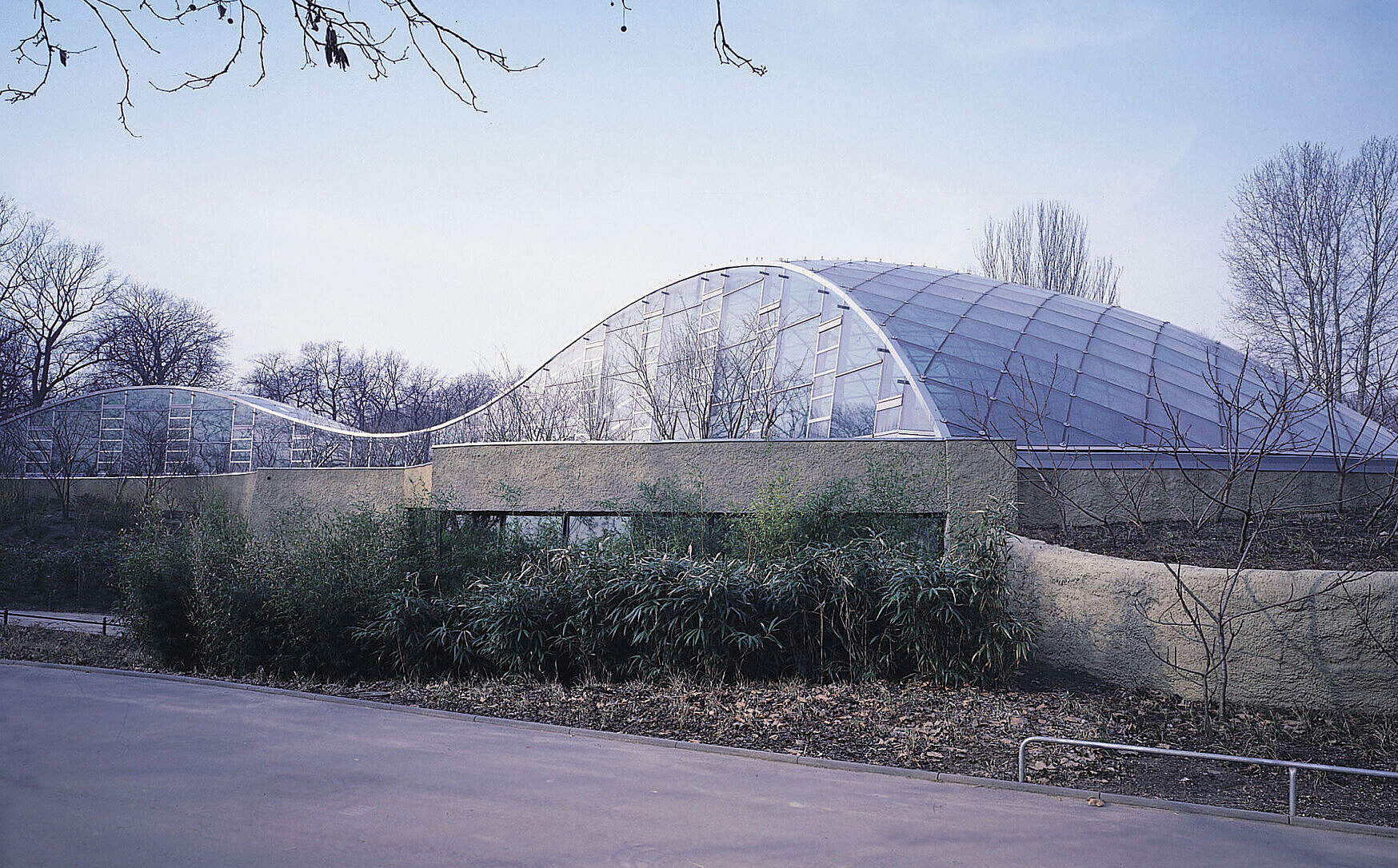 Hippopotamus - Zoological Garden